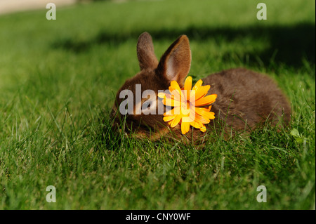 Netherland Dwarf (Oryctolagus Cuniculus F. Domestica), Hase mit Blume auf seinem Kopf, Deutschland Stockfoto