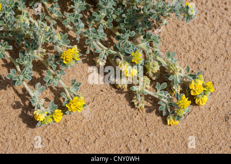 Meer Medick, Meer Burclover (Medicago Marina), blühen Stockfoto