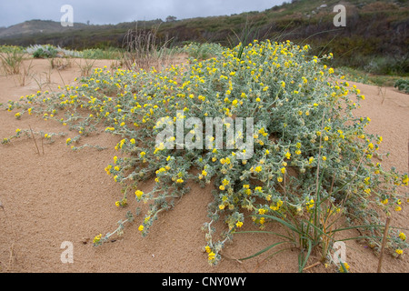 Meer Medick, Meer Burclover (Medicago Marina), blühen Stockfoto