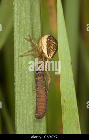 Sumpf-Krabbenspinne (Xysticus Ulmi), Weibchen mit Beute, Deutschland Stockfoto