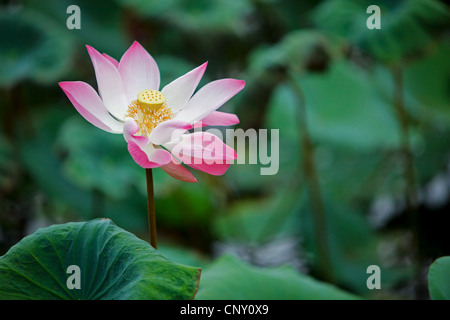 Ost-indischen Lotus (Nelumbo Nucifera), Blume Stockfoto