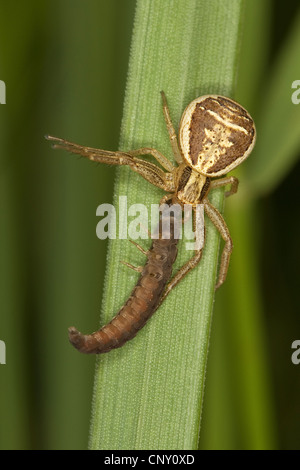 Sumpf-Krabbenspinne (Xysticus Ulmi), Weibchen mit Beute, Deutschland Stockfoto