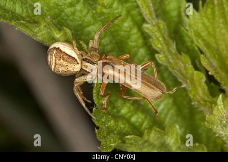 Sumpf-Krabbenspinne (Xysticus Ulmi), Weibchen mit Beute, Deutschland Stockfoto