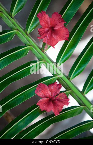 Chinesischen Hibiskus (Hibiscus Rosa-Sinensis), rote Hibiskusblüten auf Green palm leaf Stockfoto