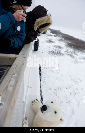 Eisbär untersucht "Tundra Buggy" in Churchill, Manitoba Stockfoto