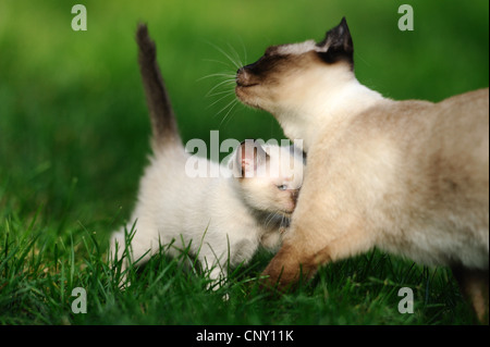 Siamesen, Siamkatze (Felis Silvestris F. Catus), Siam Seal Point Katze auf einer Wiese mit Mutter, Deutschland Stockfoto