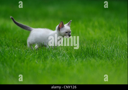 Siamesen, Siamkatze (Felis Silvestris F. Catus), Siam Seal Point Katze auf einer Wiese, Deutschland Stockfoto