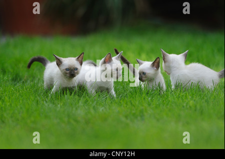 Siamesen, Siamkatze (Felis Silvestris F. Catus), vier juvenile Siam Seal Point-Katzen auf einer Wiese, Deutschland Stockfoto