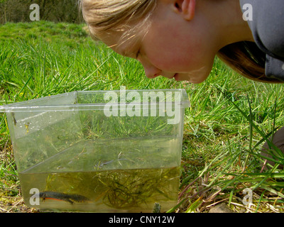 Bergmolch (Triturus Alpestris, Ichthyosaura Alpestris, Mesotriton Alpestris), Mädchen beobachten Bergmolch in einem Plastikbehälter, Deutschland Stockfoto