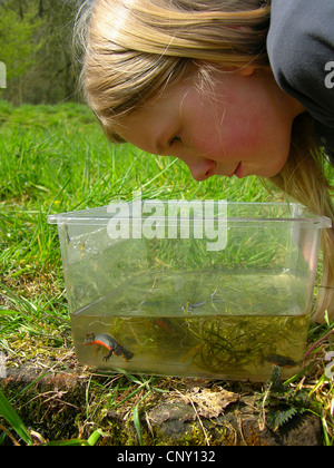 Bergmolch (Triturus Alpestris, Ichthyosaura Alpestris, Mesotriton Alpestris), Mädchen beobachten Bergmolch in einem Plastikbehälter, Deutschland Stockfoto