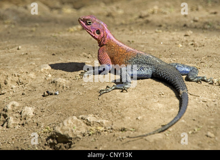 Unter der Leitung von Flat Rock Agama (Agama Mwanzae), dominante Männchen sitzen auf Boden Boden, Mwanza, Tansania, Serengeti NP Stockfoto