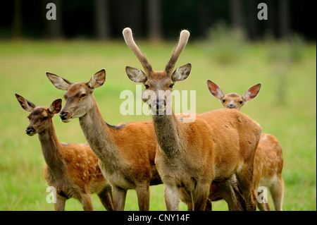 Rothirsch (Cervus Elaphus), Hirsch mit drei mit drei tut, Deutschland Stockfoto