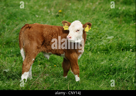 Hausrind (Bos Primigenius F. Taurus), Kalb mit Ohrmarken auf einer Weide, Deutschland Stockfoto