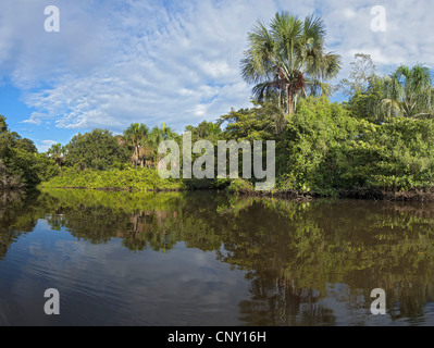 See Garzacocha im tropischen Regenwald, Ecuador, La Selva Stockfoto