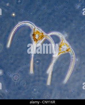 Planctonic Dinoflagellaten aus der Gattung Ceratium Stockfoto
