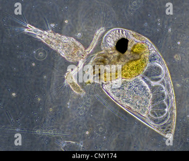 Marine Wasserfloh (Branchiopoda) aus der Gattung Evadne, wahrscheinlich Evadne Nordmanni. Einfach mit der linken des Flohs ist ein detaillierter Stockfoto