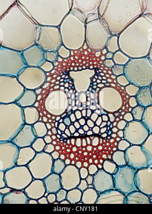 Mais, Mais (Zea Mays), Vascular Bundle aus Mais Stockfoto