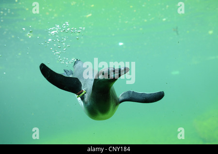 Humboldt-Pinguin (Spheniscus Humboldti), Unterwasser mit Markierungen auf einem Flügel Stockfoto