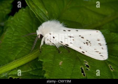 Weiße Hermelin Motte (Spilosoma Lubricipeda, Spilosoma Menthastri), sitzt auf einem Blatt, Deutschland Stockfoto