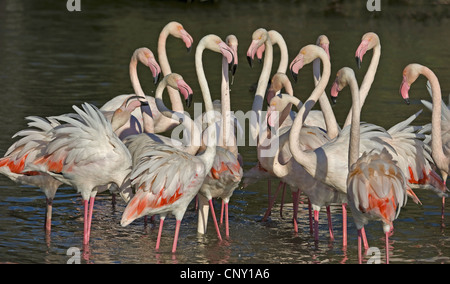 Rosaflamingo (Phoenicopterus Roseus, Phoenicopterus Ruber Roseus), mehrere Vögel stehen im flachen Wasser wandte sich an einander, Frankreich, Camargue Stockfoto