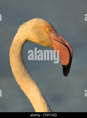 Rosaflamingo (Phoenicopterus Roseus, Phoenicopterus Ruber Roseus), Porträt, Frankreich, Camargue Stockfoto