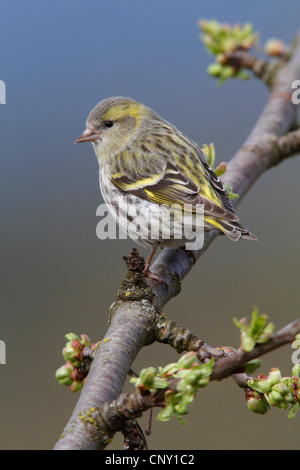Fichte Zeisig (Zuchtjahr Spinus), Weibchen auf einem Kirschbaum im Frühling, Deutschland Stockfoto