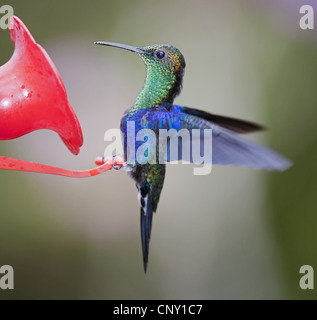 funkelnde Violetear (Colibri Coruscans), an einem Futterplatz, Ecuador, Mindo Stockfoto