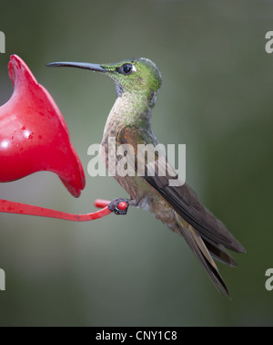 Kitz-breasted brillant (Heliodoxa Rubinoides), an einem Futterplatz, Ecuador, Mindo Stockfoto