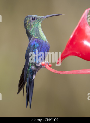 funkelnde Violetear (Colibri Coruscans), an einem Futterplatz, Ecuador, Mindo Stockfoto