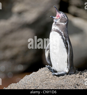 Galápagos-Pinguin (Spheniscus Mendiculus) aufrufen, Ecuador, Galapagos-Inseln, Sullivan Bay Stockfoto