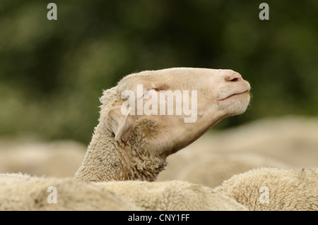 Hausschaf (Ovis Ammon F. Aries), Leiter der Shee in einer Herde, Deutschland, Bayern Stockfoto