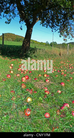Apfelbaum (Malus Domestica), Windfall unter einem Apfelbaum, Deutschland Stockfoto