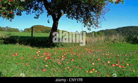 Apfelbaum (Malus Domestica), Windfall unter einem Apfelbaum, Deutschland Stockfoto