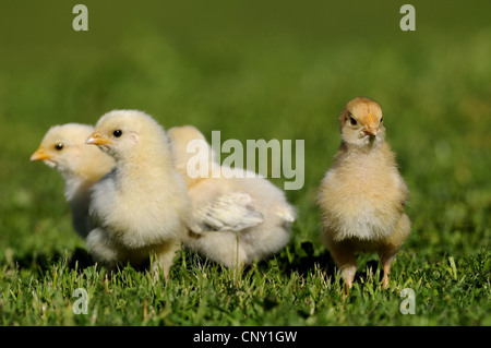 Hausgeflügel (Gallus Gallus F. Domestica), Küken auf einer Wiese, Deutschland Stockfoto