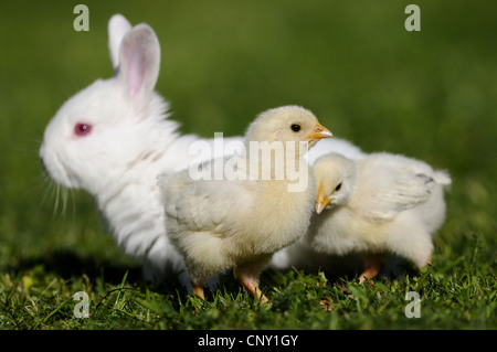 Hausgeflügel (Gallus Gallus F. Domestica), weiße Küken mit weißer Hase auf einer Wiese, Deutschland Stockfoto