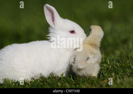 Hausgeflügel (Gallus Gallus F. Domestica), weiße Küken mit weißer Hase auf einer Wiese, Deutschland Stockfoto