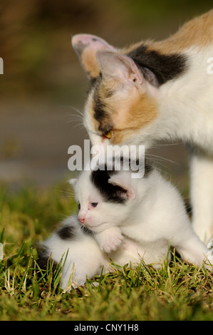 Hauskatze, Hauskatze (Felis Silvestris F. Catus), mit Kätzchen auf einer Wiese, Deutschland Stockfoto