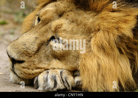 Asiatische Löwe (Panthera Leo Persica), verschlafene männlich Stockfoto