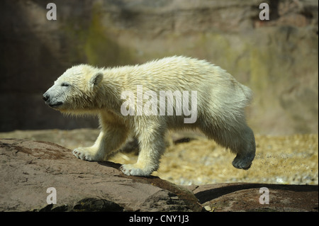 Eisbär (Ursus Maritimus), pup springen Stockfoto
