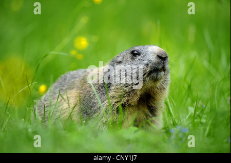 Alpine Murmeltier (Marmota Marmota), sitzt in einer Wiese, Deutschland, Bayern Stockfoto