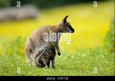 Red-necked Wallaby Bennett s Wallaby (Macropus Rufogriseus, Wallabia Rufogrisea), Mutter mit Welpe in seiner Tasche Stockfoto