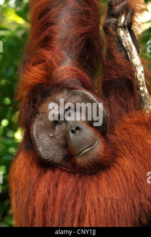 Orang Utan, Orang-Utan, Orang-Outang (Pongo Pygmaeus), Porträt von männlich, Malaysia, Sarawak, Semenggoh Wildlife Reserve Stockfoto