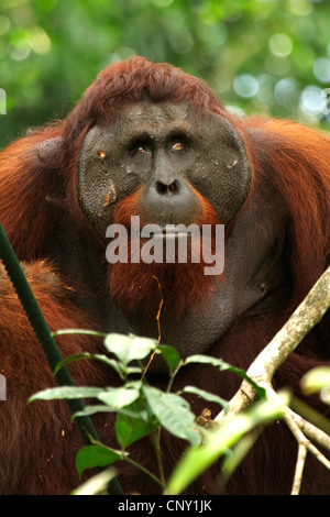 Orang Utan, Orang-Utan, Orang-Outang (Pongo Pygmaeus), Portrait einer männlich, Malaysia, Sarawak, Semenggoh Wildlife Reserve Stockfoto