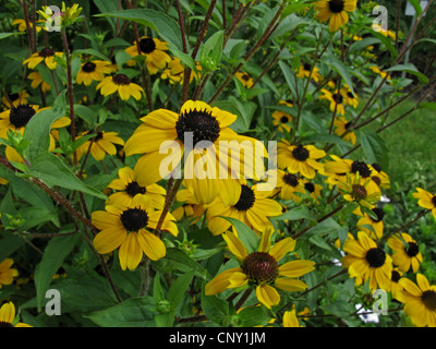 Glänzender Sonnenhut, glänzende Echinacea, Shining Sonnenhut (Rudbeckia Nitida), blühen Stockfoto