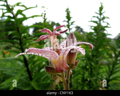 Kröte Lilie (Tricyrtis Hirta, Tricyrtis Japonica), Blume Stockfoto