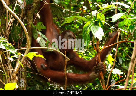 Orang Utan, Orang-Utan, Orang-Outang (Pongo Pygmaeus), Klettern in einem Baum, Malaysia, Sarawak, Semenggoh Wildlife Reserve Stockfoto