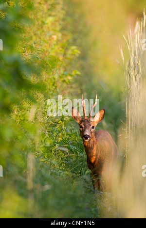 Reh (Capreolus Capreolus), männliche versteckt in einem Gebüsch, Deutschland, Schleswig-Holstein Stockfoto