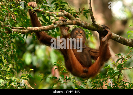 Orang Utan, Orang-Utan, Orang-Outang (Pongo Pygmaeus), Jungtier, Klettern in einem Baum, Malaysia, Sarawak, Semenggoh Wildlife Reserve Stockfoto