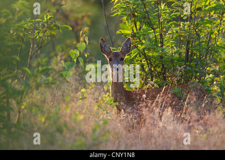 Reh (Capreolus Capreolus), weibliche ernähren sich von Gras, Deutschland, Schleswig-Holstein Stockfoto