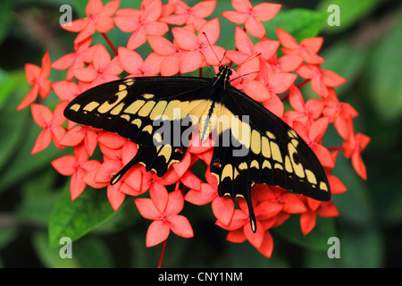 Thoas Schwalbenschwanz, König Schwalbenschwanz (Papilio Thoas), sitzen auf roten Blüten Stockfoto